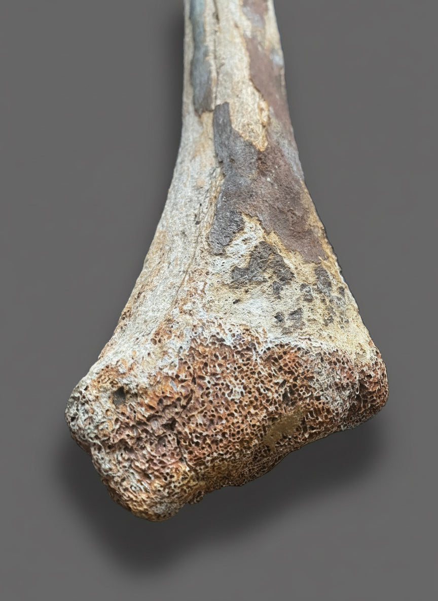 Fossilized Woolly Mammoth (Mammuthus Primigenius) Bone. Pleistocene. Dredged from Brown Bank, North Sea, England.