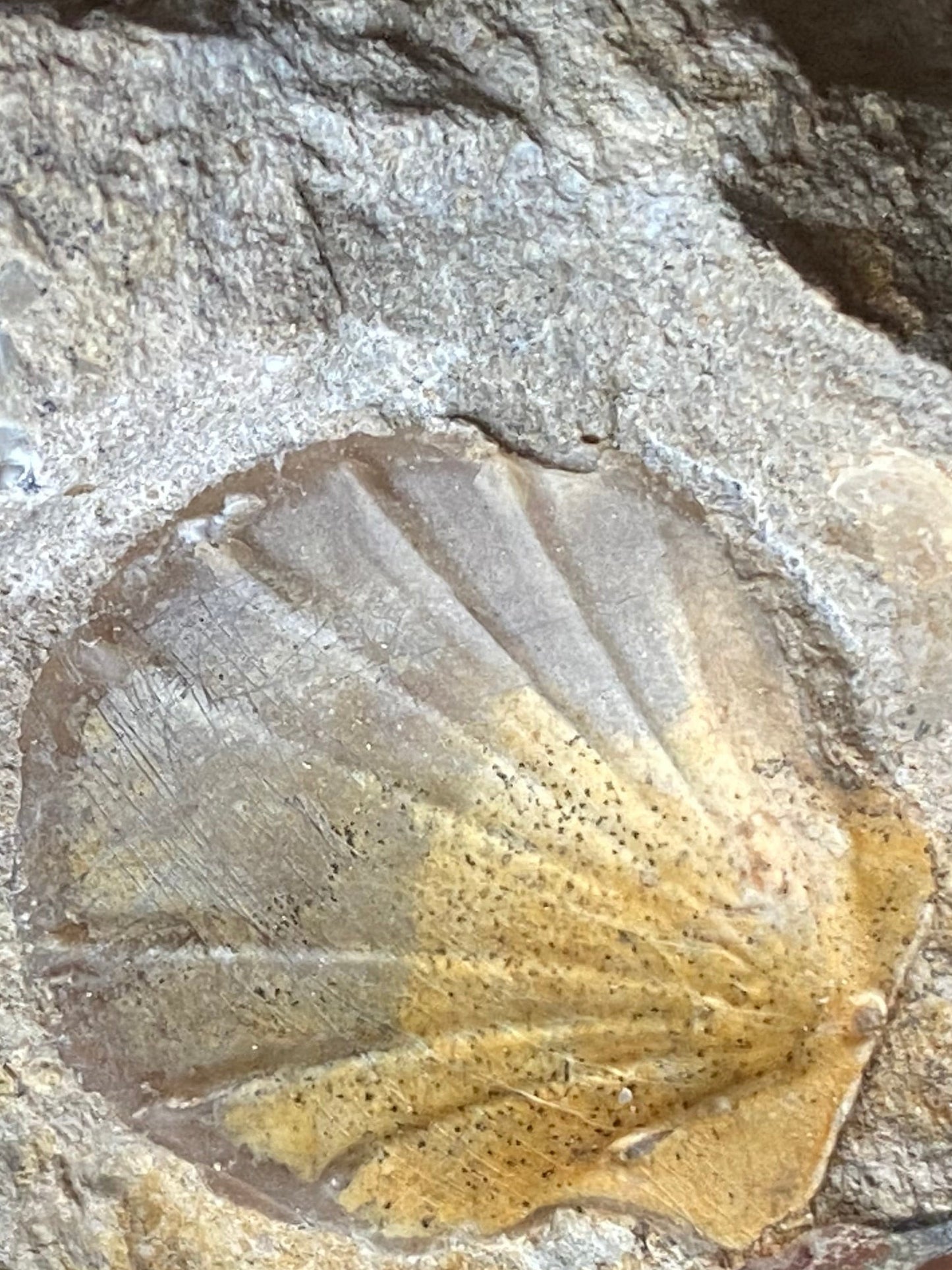Ludwiga Ammonite with Two Pecten Bivalves on Limestone Matrix, Upper Jurassic, Burton Bradstock, Dorset, UK