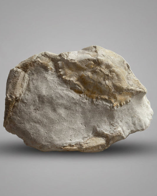 Highly Detailed Crab Fossil (Neptunus monspeliensis) - Pliocene, Sardinia