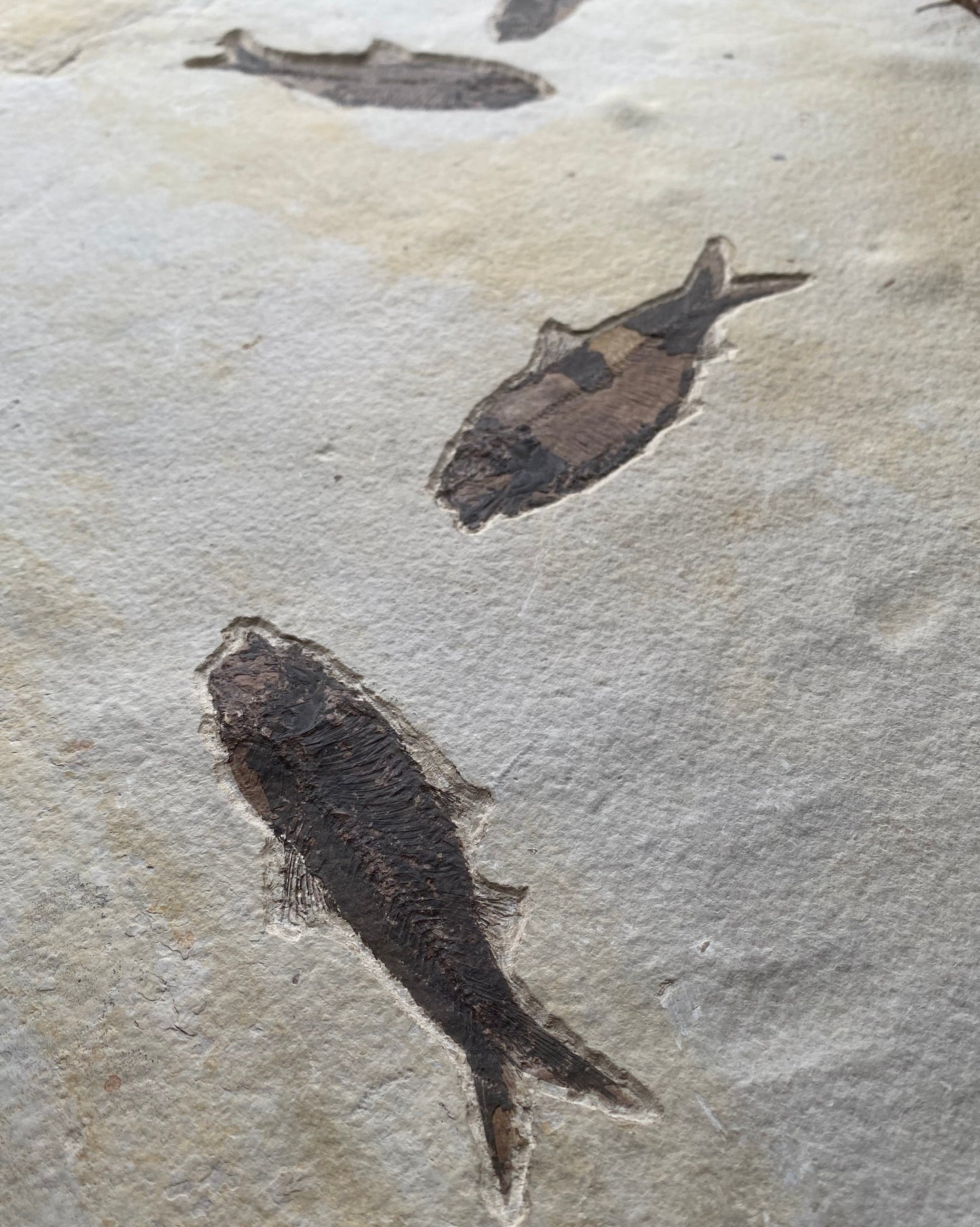 615mm Knightia Eoceana Mortality Slab - Eocene Epoch, Green River Formation, Wyoming, USA
