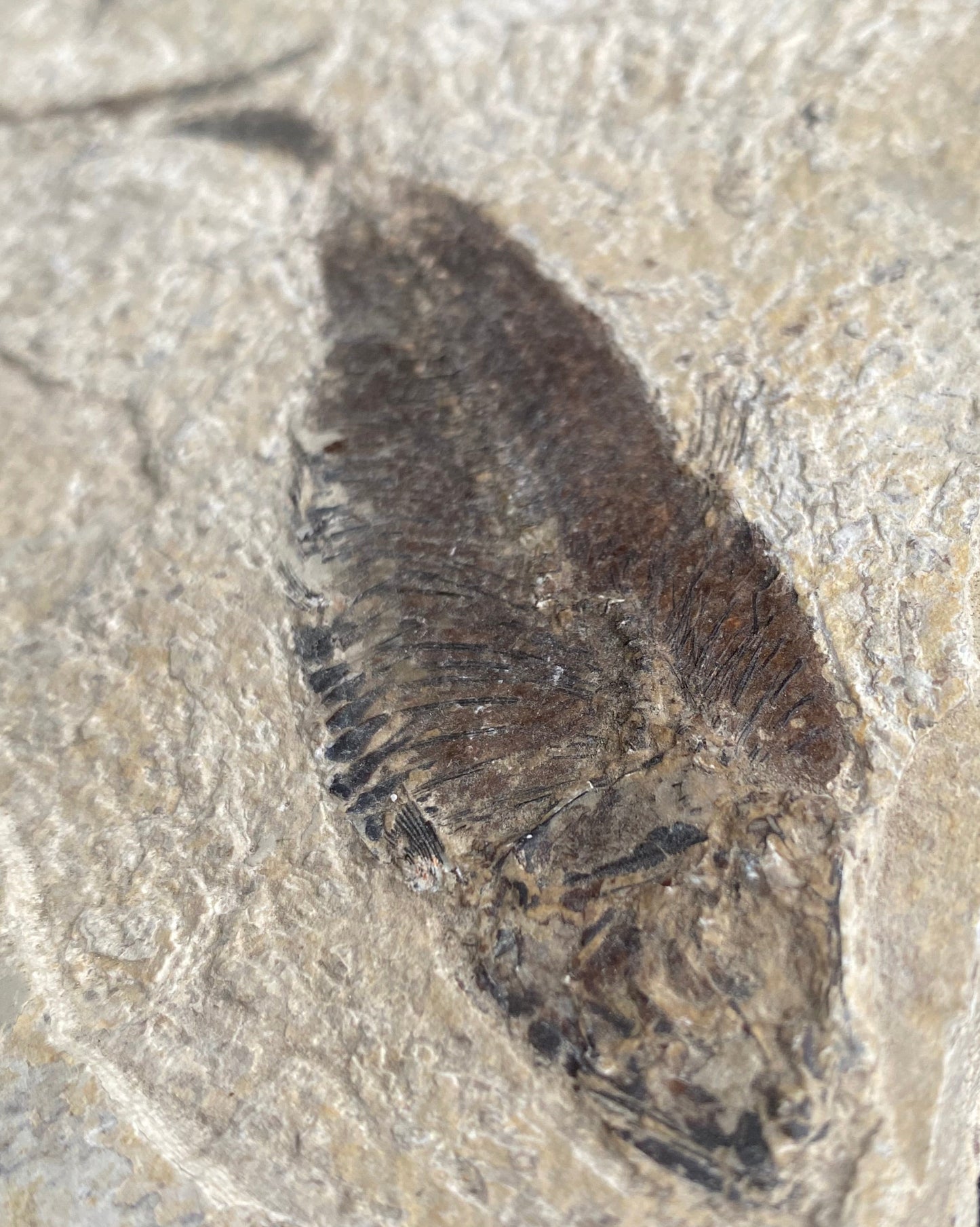 Knightia Alta Fossil Fish Mortality Slab with Calcified Gastropod, Green River Formation, USA
