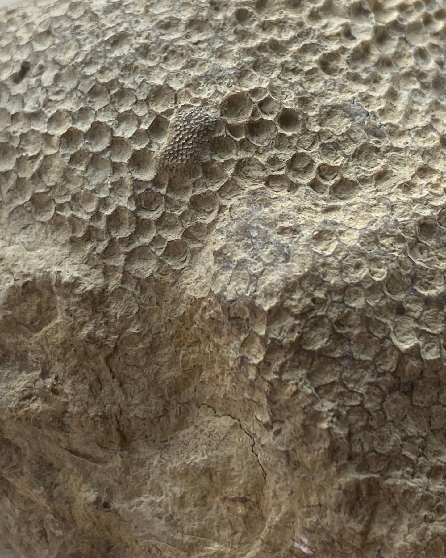 Favosites sp. Coral – Silurian (Wenlock Series), Dudley, England – With Original Label