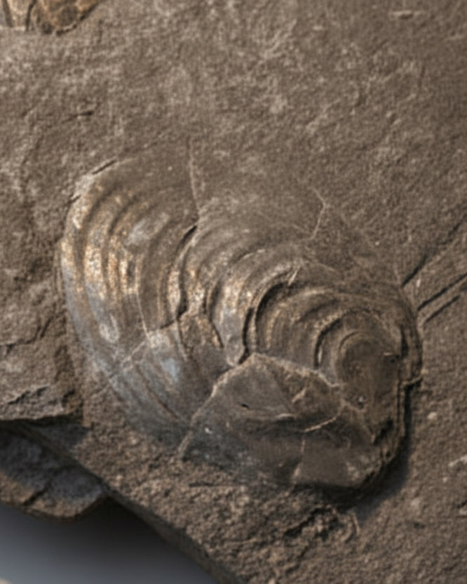 Jurassic Multi Bivalve Slab - Detailed Pseudomytiloides sp. - North Yorkshire Coast, England
