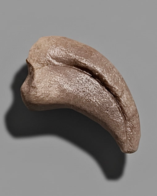 Sauropod Dinosaur Pedal Claw. Jurassic. Isalo III Formation, Madagascar