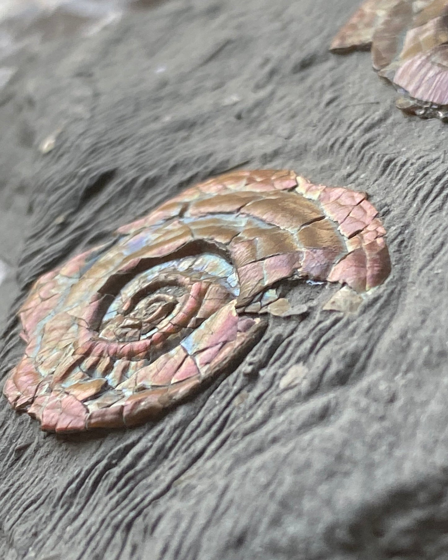 Multi Irridescent Psiloceras Planorbis Death Bed, Somerset Jurassic Coast, UK.