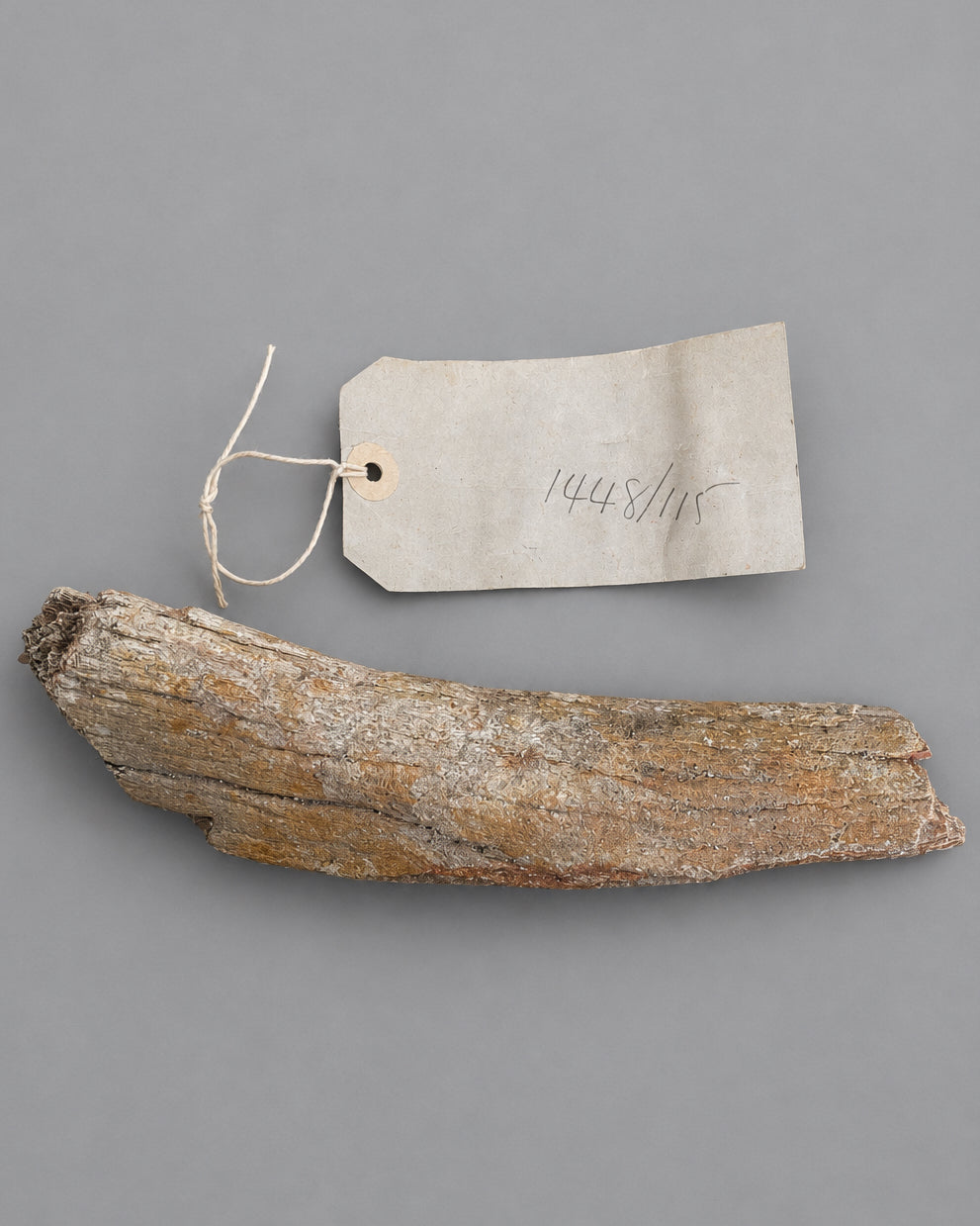 Woolly Mammoth Limb Bone (Humerus) Section - Excavated From Gravel Deposits, Berkshire, England - Late Pleistocene, c. 28,000 BC