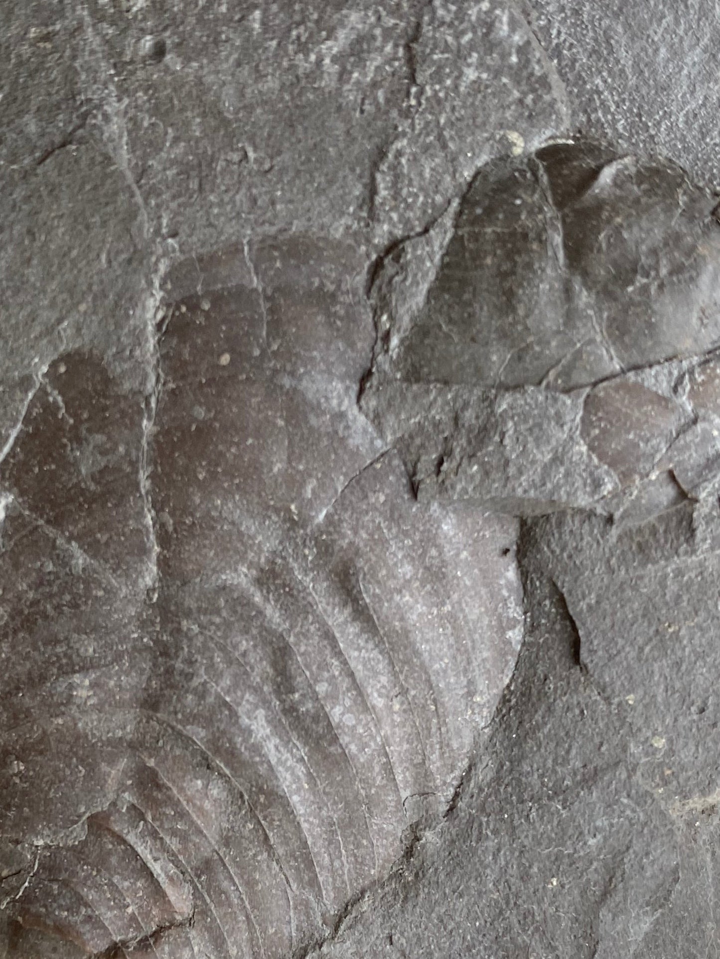 Double Sided Jurassic Bivalve Slab- Golden Pyritised Pseudomytiloides dubius + Impressive 3D Example - North Yorkshire Coast, England