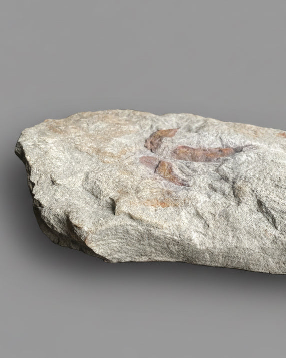 British Theropod Dinosaur Footprint, Late Jurassic, 
Scalby fm, Burniston Bay, North Yorkshire, UK