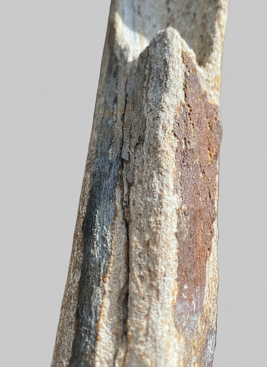 Fossilized Woolly Mammoth (Mammuthus Primigenius) Bone. Pleistocene. Dredged from Brown Bank, North Sea, England.