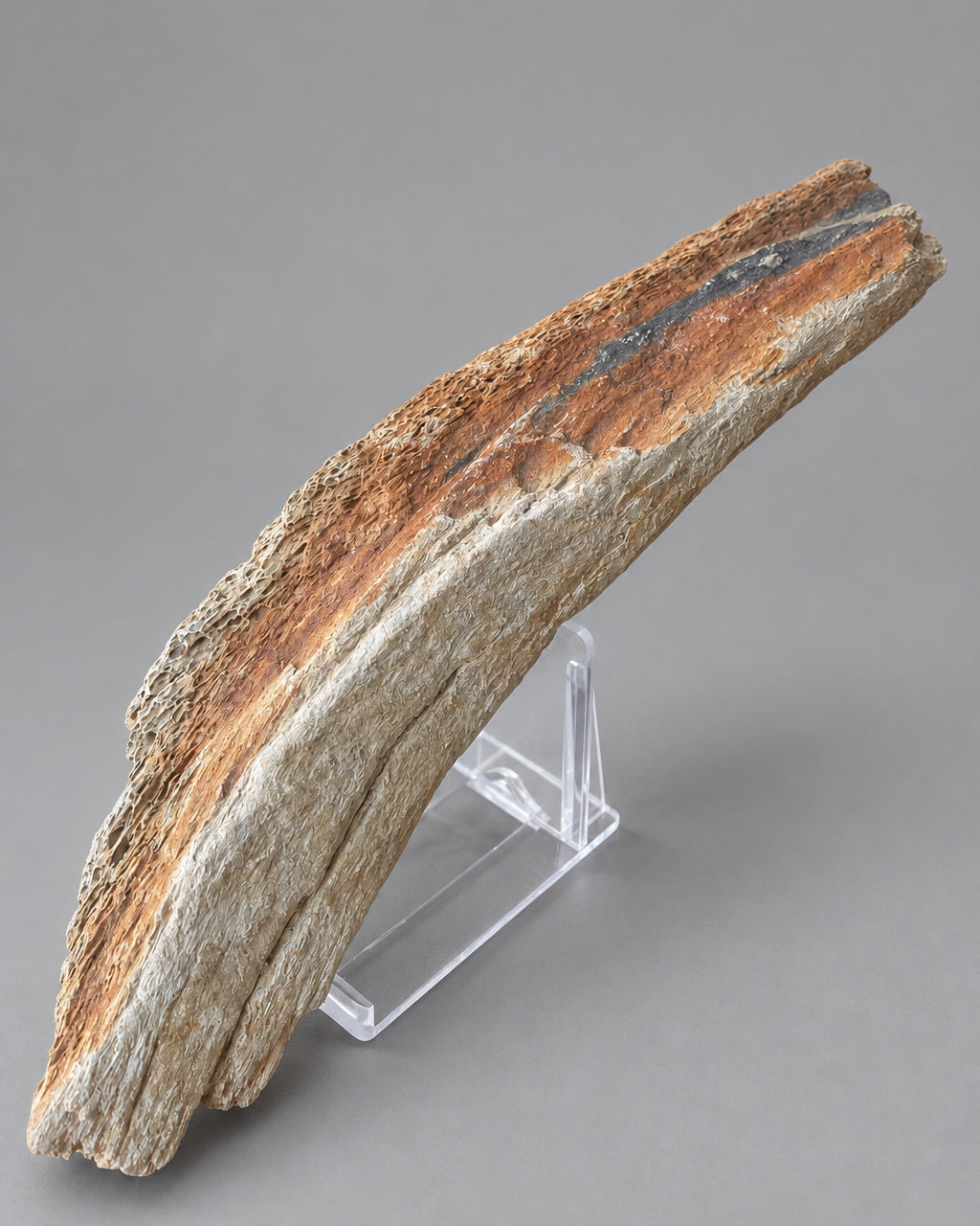 Woolly Mammoth Limb Bone (Humerus) Section - Excavated From Gravel Deposits, Berkshire, England - Late Pleistocene, c. 28,000 BC