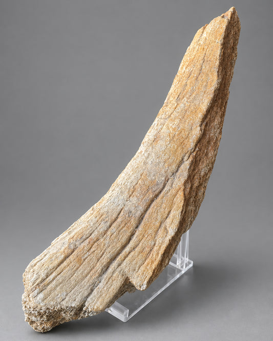 Woolly Mammoth Limb Bone (Humerus) Section - Excavated From Gravel Deposits, Berkshire, England - Late Pleistocene, c. 28,000 BC