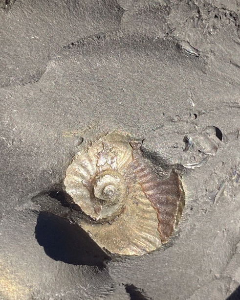 Rare Jurassic ‘Golden Egg’ Pyritised Ammonite Nodule - Encapsulated Eleganticeras + Large Protruding Ammonite Whorl (Split Pair)  - Lower Jurassic, Whitby, Yorkshire Coast, England