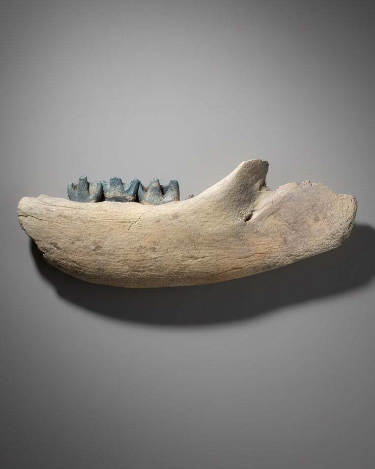 Large Coelodonta Antiquitatis (Woolly Rhinoceros) Lower Jaw with Four Rooted Teeth. Pleistocene, Darmstadt, Germany.