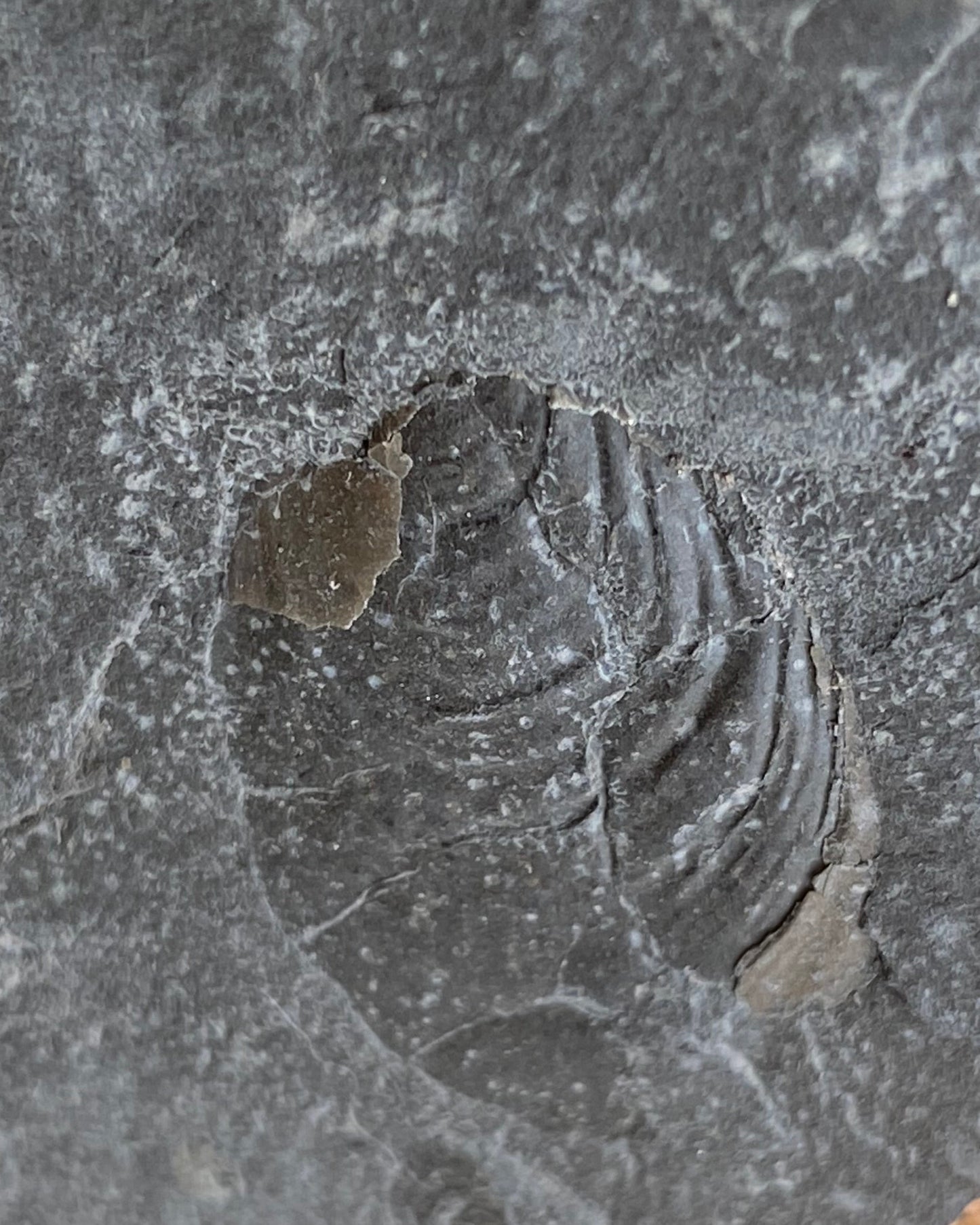 Jurassic Multi Bivalve Slab - Detailed Pseudomytiloides sp. - North Yorkshire Coast, England