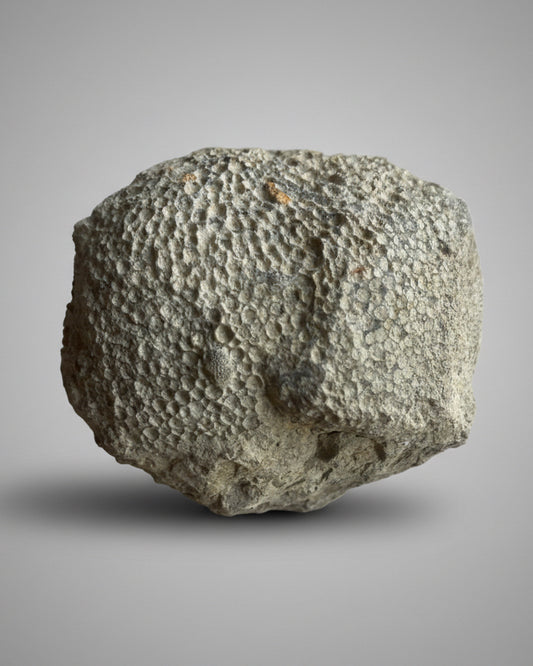 Favosites sp. Coral – Silurian (Wenlock Series), Dudley, England – With Original Label