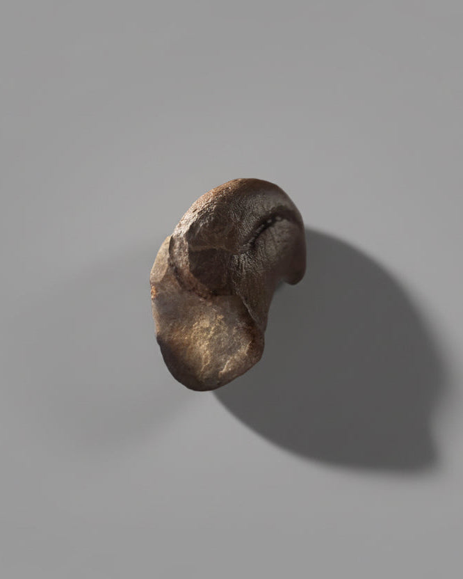 Sauropod Dinosaur Pedal Claw. Jurassic. Isalo III Formation, Madagascar