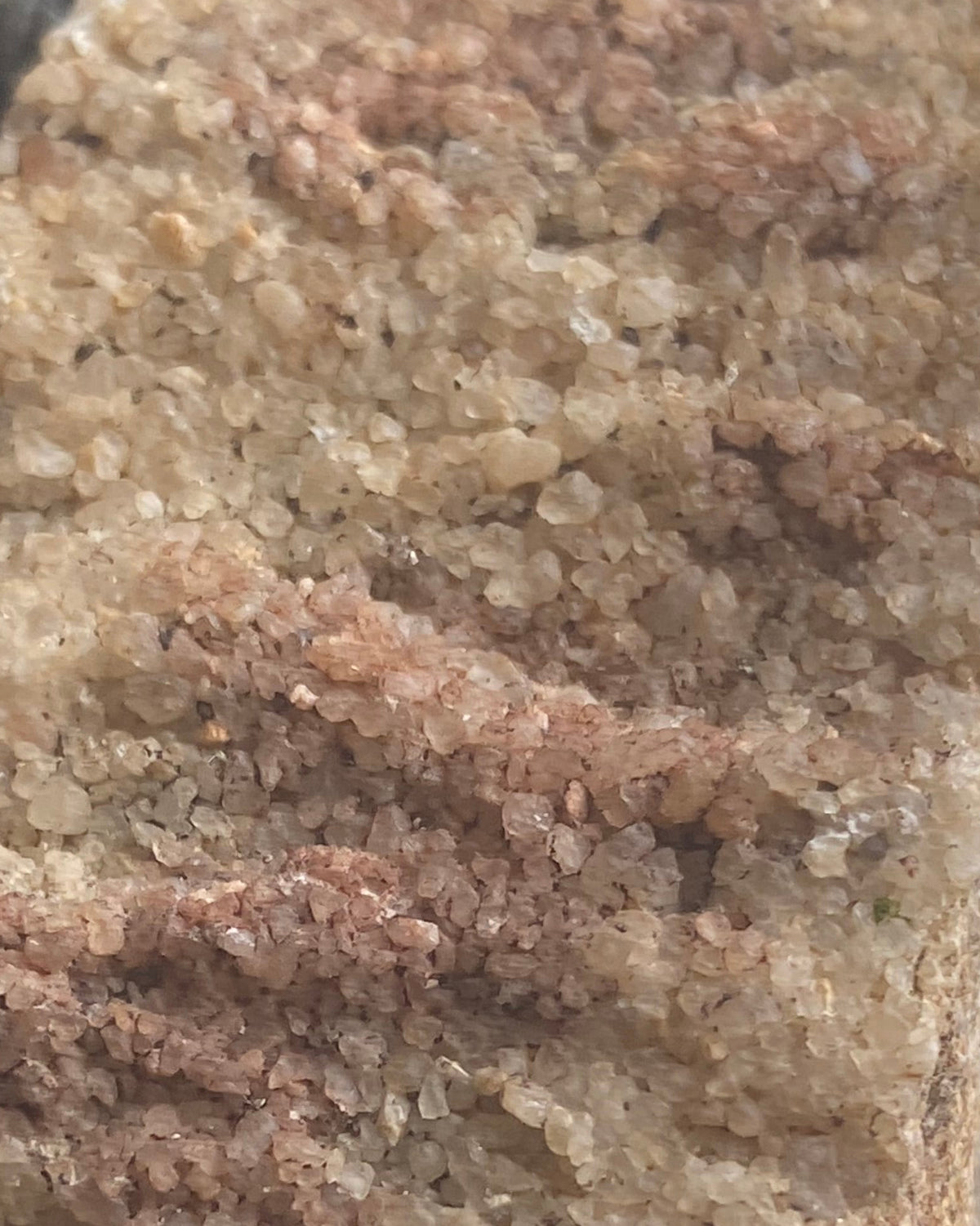 Section of Fossilised Lycopod Tree Root (Stigmaria) - Millstone Grit - Carboniferous Period - Overton, Lancashire, England. (B)