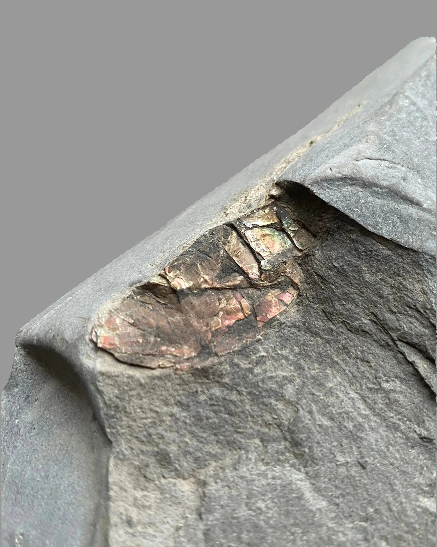 Iridescent Psiloceras Planorbis Ammonite on Matrix. Somerset Jurassic Coast, UK.