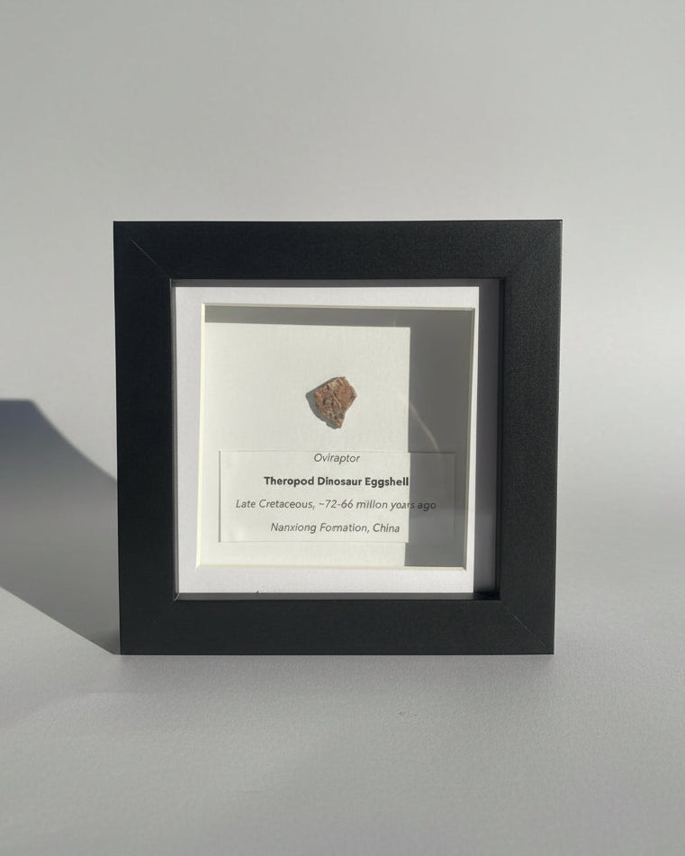 Framed OVIRAPTOR Theropod Dinosaur Eggshell Fragment. Nanxiong, China.