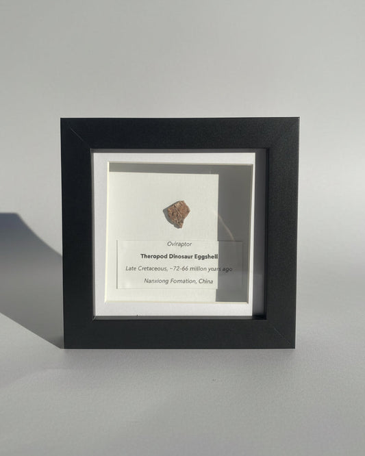 Framed OVIRAPTOR Theropod Dinosaur Eggshell Fragment. Nanxiong, China.