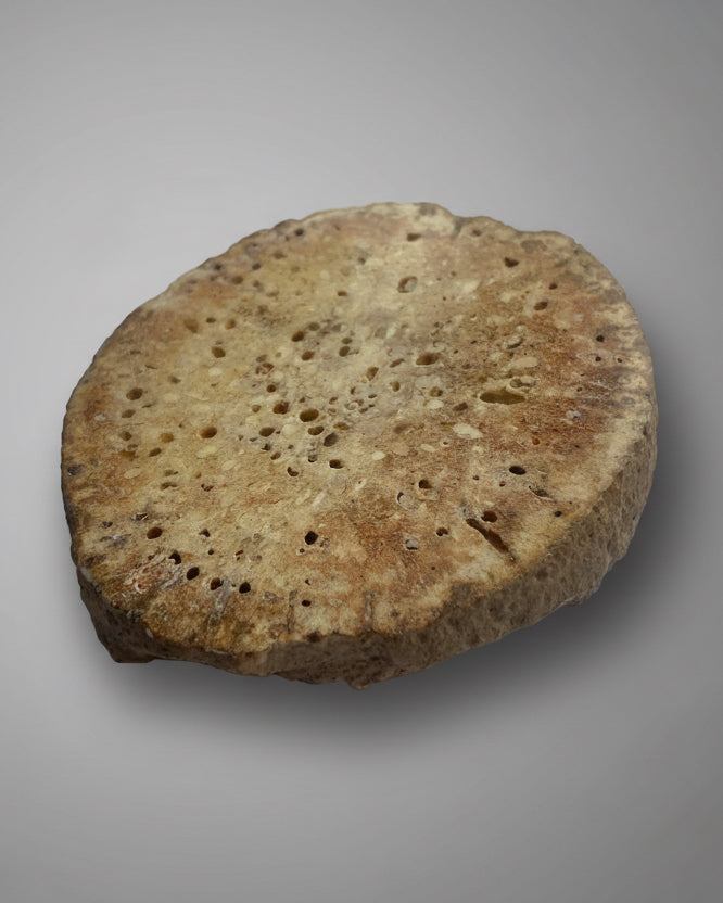 Fossilised Sponge Sp. Siphonia-Upper Chalk, Fontmaure, Vienne, France, Cretaceous Period