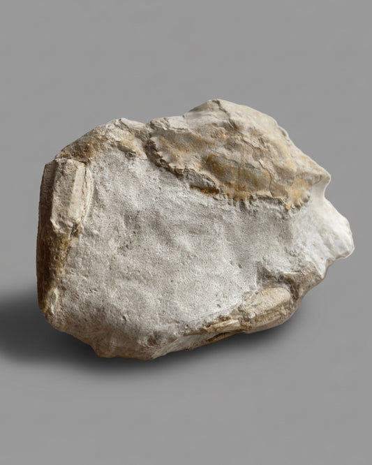 Highly Detailed Crab Fossil (Neptunus monspeliensis) - Pliocene, Sardinia