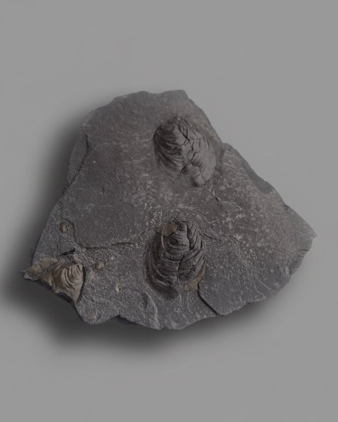 Jurassic Multi Bivalve Slab - Detailed Pseudomytiloides sp. - North Yorkshire Coast, England
