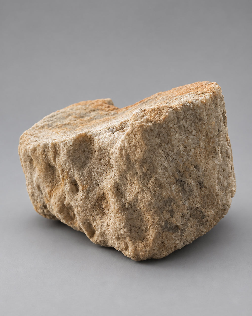 Section of Fossilised Lycopod Tree Root (Stigmaria) - Millstone Grit - Carboniferous Period - Overton, Lancashire, England. (A)