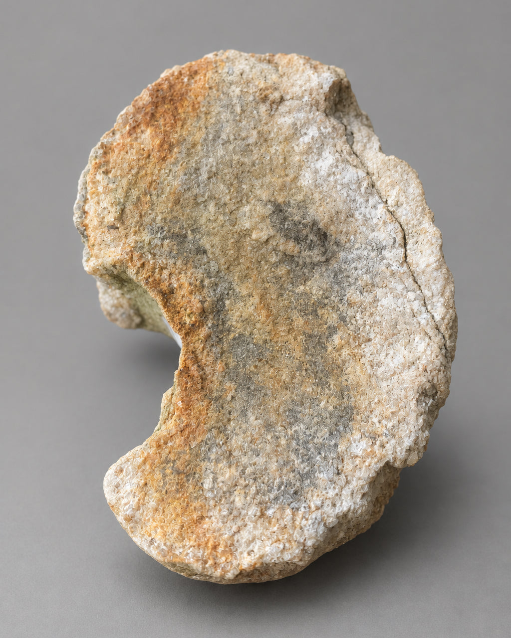 Section of Fossilised Lycopod Tree Root (Stigmaria) - Millstone Grit - Carboniferous Period - Overton, Lancashire, England. (A)