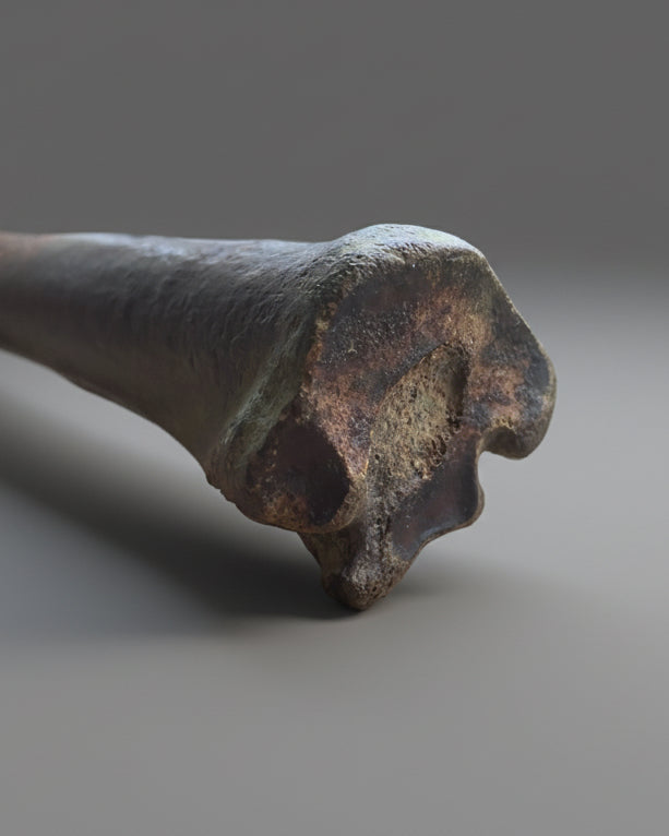 Pleistocene Wild Horse Metatarsal with Ice Age Human Butchery Marks -
Upper Vistula River, Poland, c. 28,000–13,000 BC