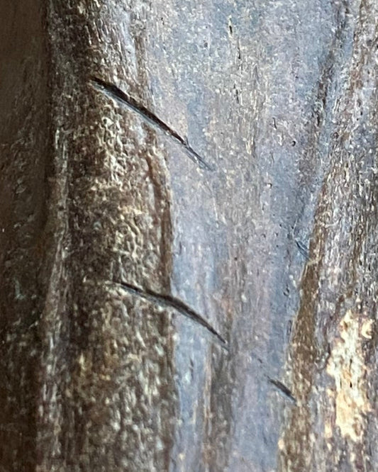 Pleistocene Wild Horse Metatarsal with Ice Age Human Butchery Marks -
Upper Vistula River, Poland, c. 28,000–13,000 BC