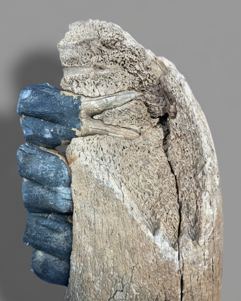 Large Coelodonta Antiquitatis (Woolly Rhinoceros) Lower Jaw with Four Rooted Teeth. Pleistocene, Darmstadt, Germany.