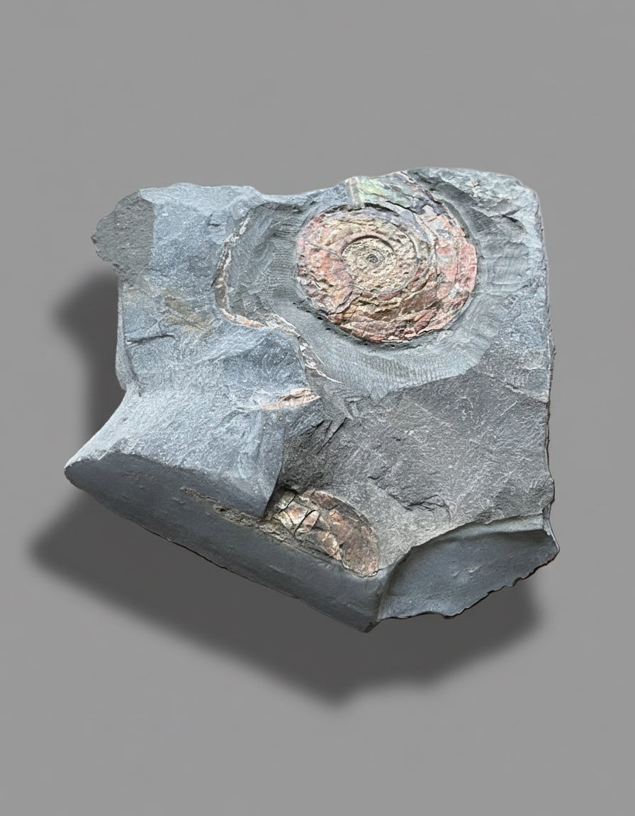 Iridescent Psiloceras Planorbis Ammonite on Matrix. Somerset Jurassic Coast, UK.