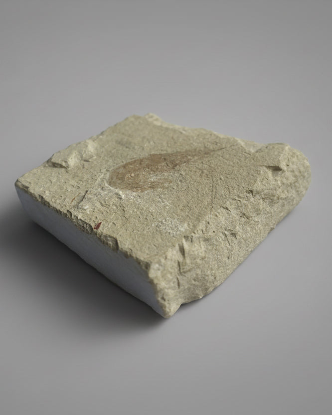 Well-Defined Carpopenaeus Shrimp on Matrix - Upper Cretaceous, Lebanon