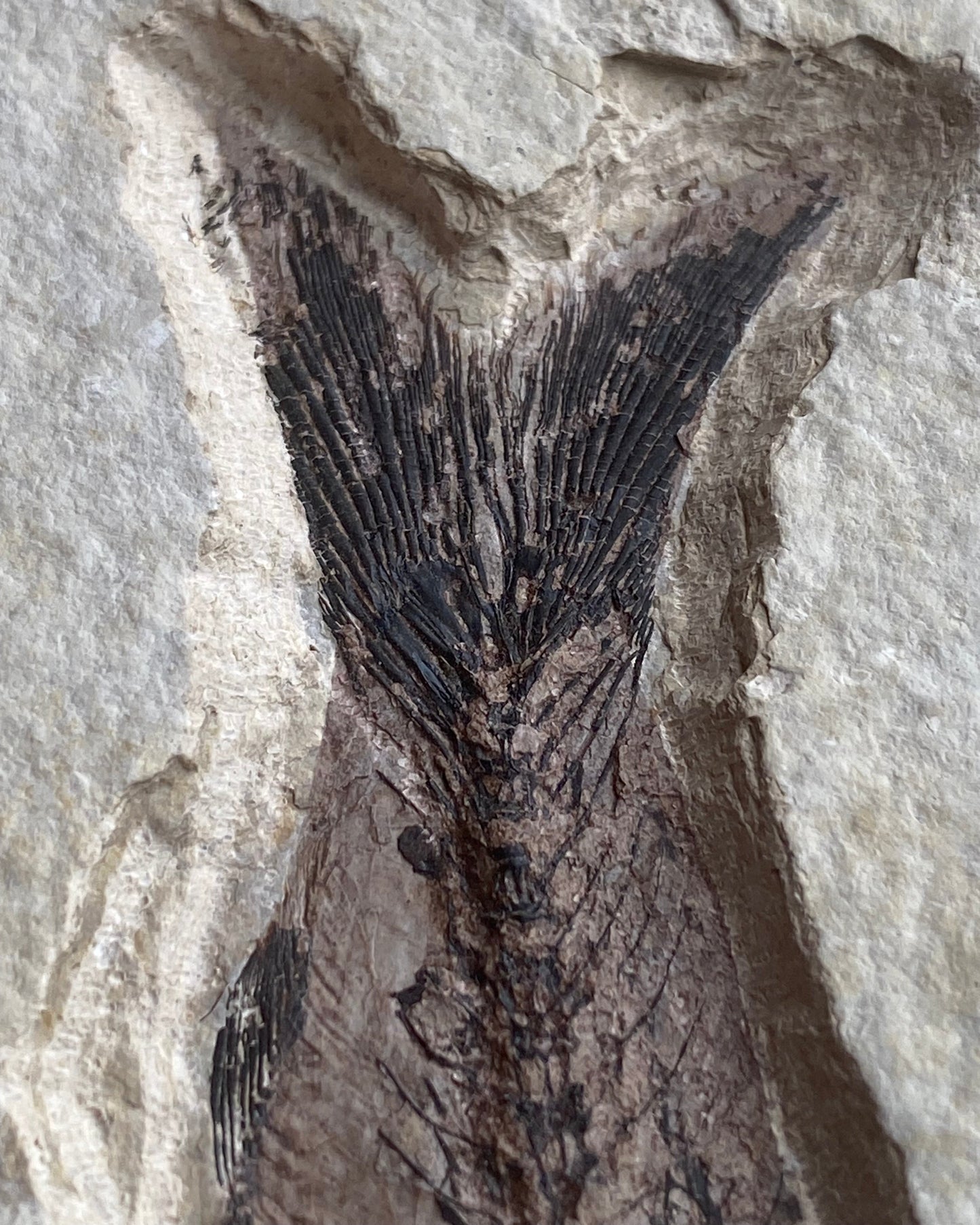 615mm Knightia Eoceana Mortality Slab - Eocene Epoch, Green River Formation, Wyoming, USA