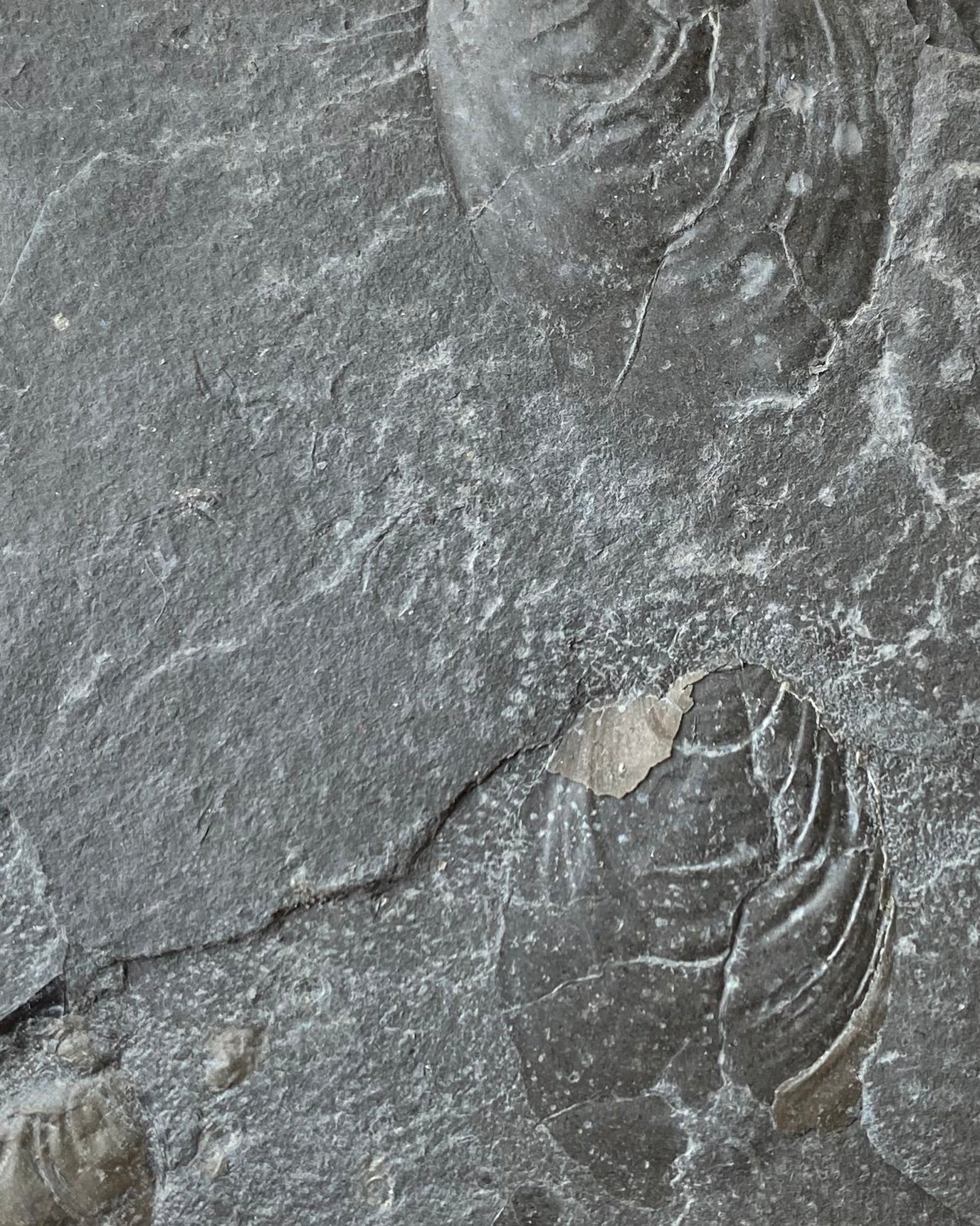 Jurassic Multi Bivalve Slab - Detailed Pseudomytiloides sp. - North Yorkshire Coast, England