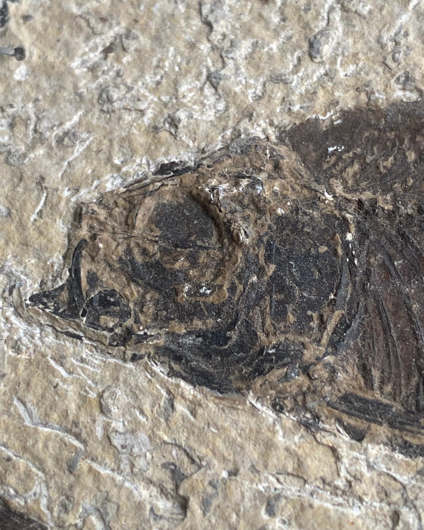 Knightia Alta Fossil Fish Mortality Slab with Calcified Gastropod, Green River Formation, USA