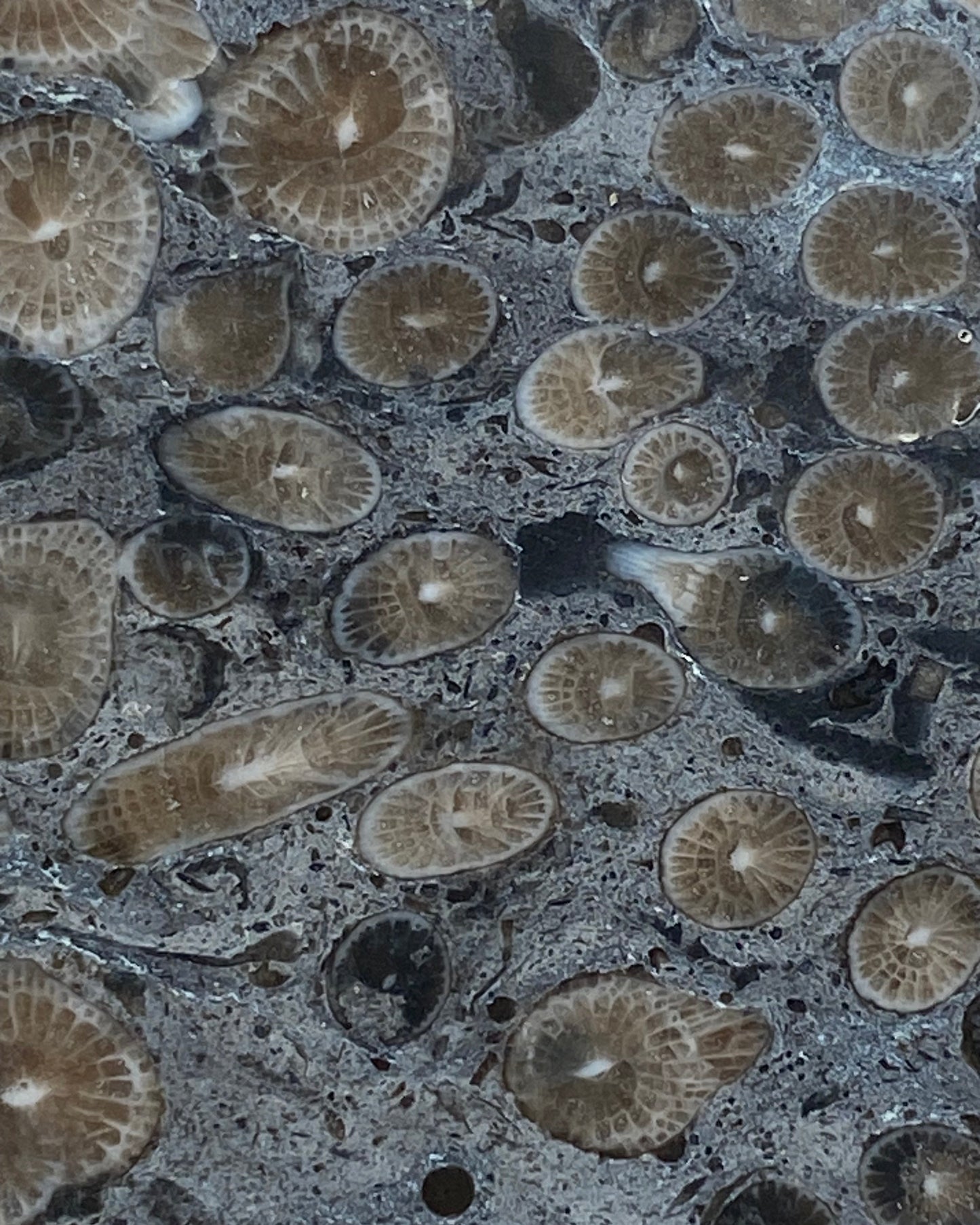 Striking Polished Coral (Lithostrotion sp.) – Visean, Carboniferous, Holderness, Yorkshire, England