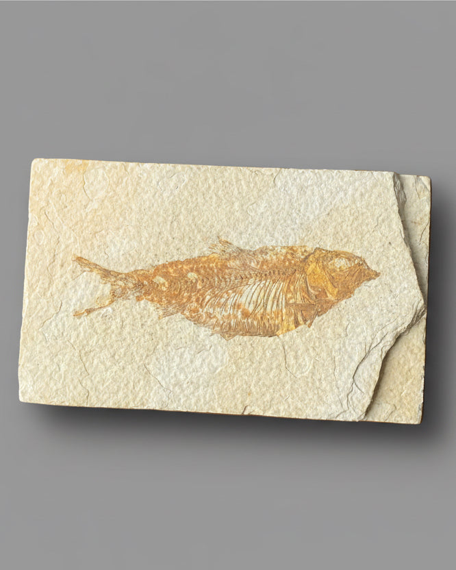 Colourful Knightia Fossil Fish On Matrix, Eocene - Green River Formation, Wyoming, USA