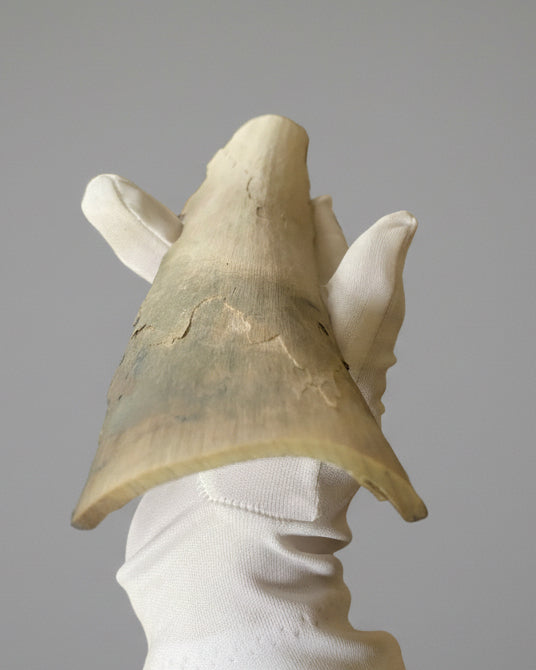 Woolly Mammoth Tusk Section (Large), Pleistocene Epoch - Permafrost find - Taimyr, Siberia, Russia