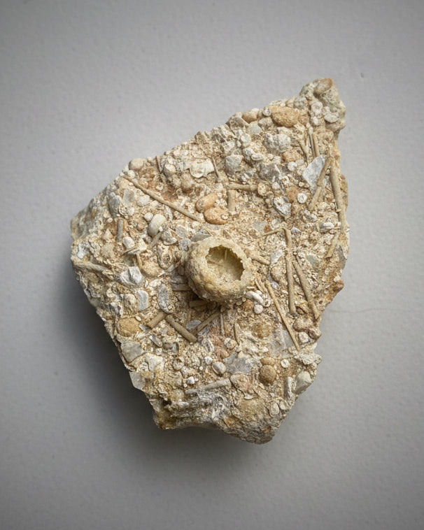 Detailed Echinoid On Matrix (Acrosalenia Hemicidaroides) - Jurassic Period, Neufchâteau, France