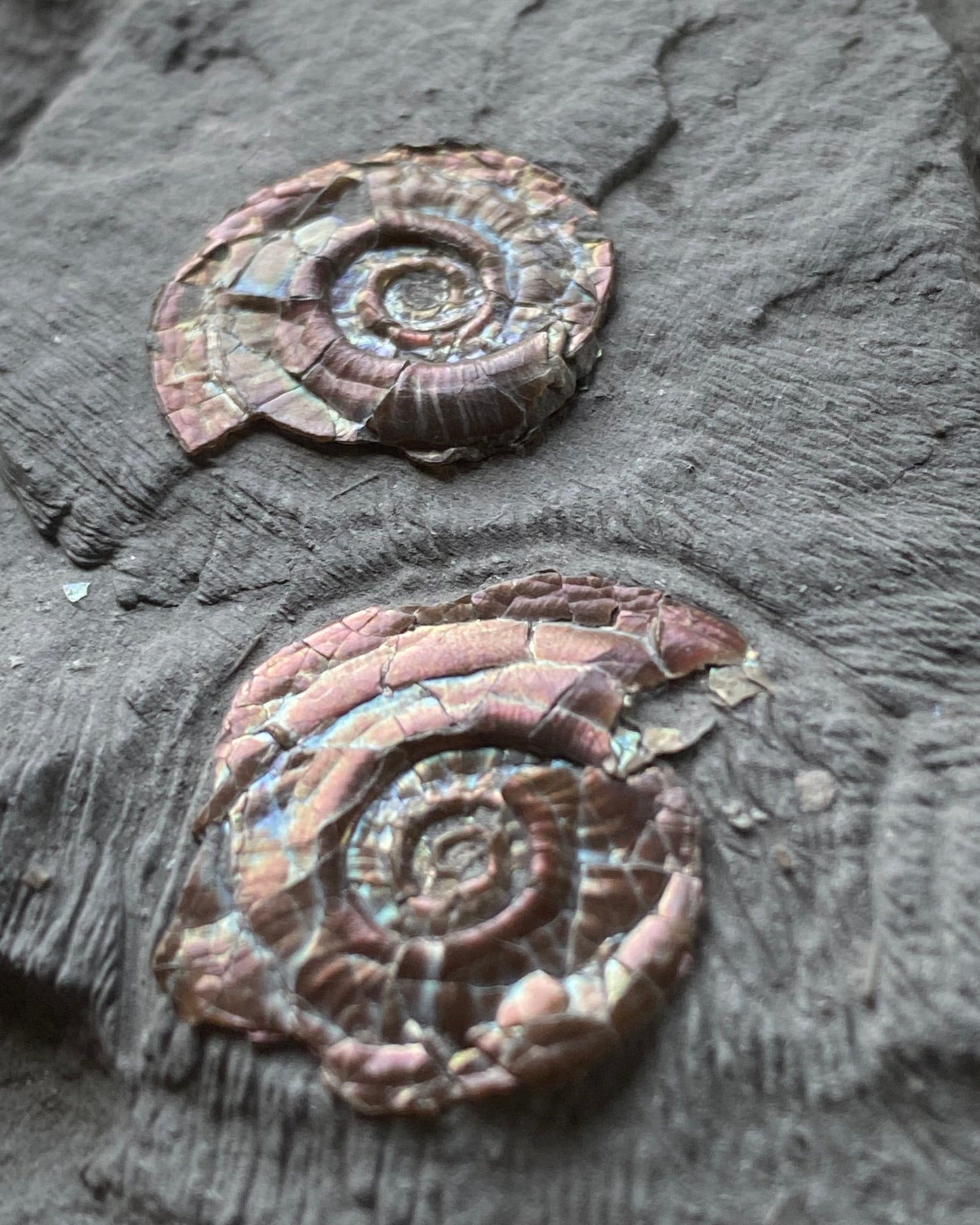 Multi Irridescent Psiloceras Planorbis Death Bed, Somerset Jurassic Coast, UK.