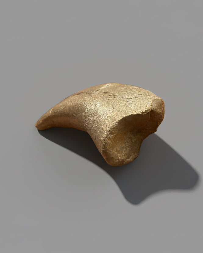 Sauropod Dinosaur Pedal Claw. Jurassic. Isalo III Formation, Madagascar