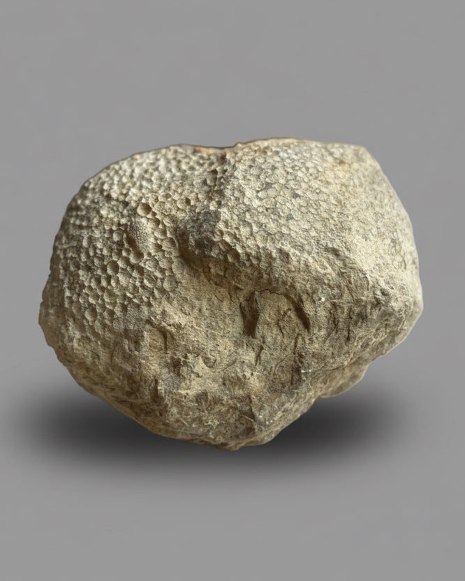 Favosites sp. Coral – Silurian (Wenlock Series), Dudley, England – With Original Label