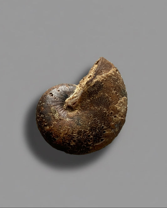 Rare oak-leaf pattern Ammonite. Collectors Specimen. Morocco.