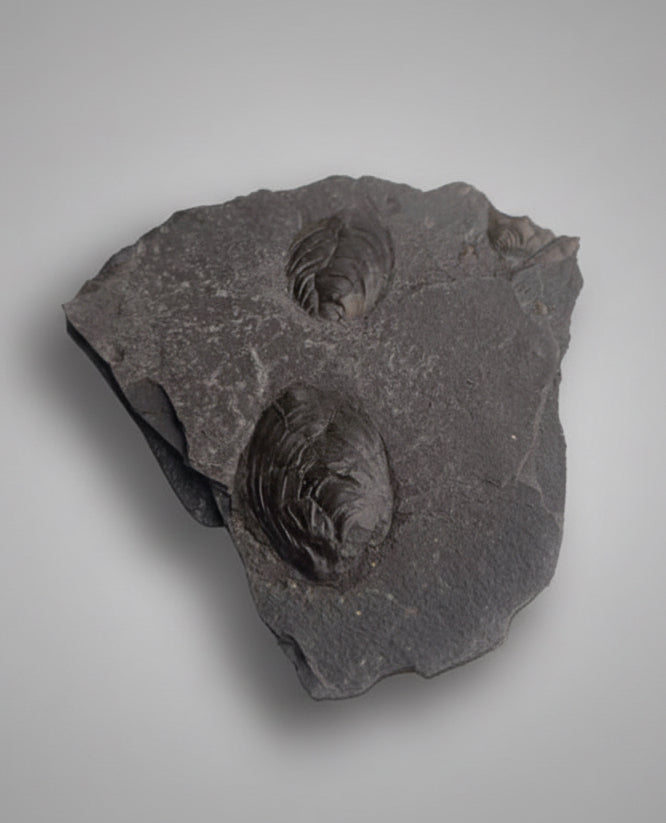 Jurassic Multi Bivalve Slab - Detailed Pseudomytiloides sp. - North Yorkshire Coast, England