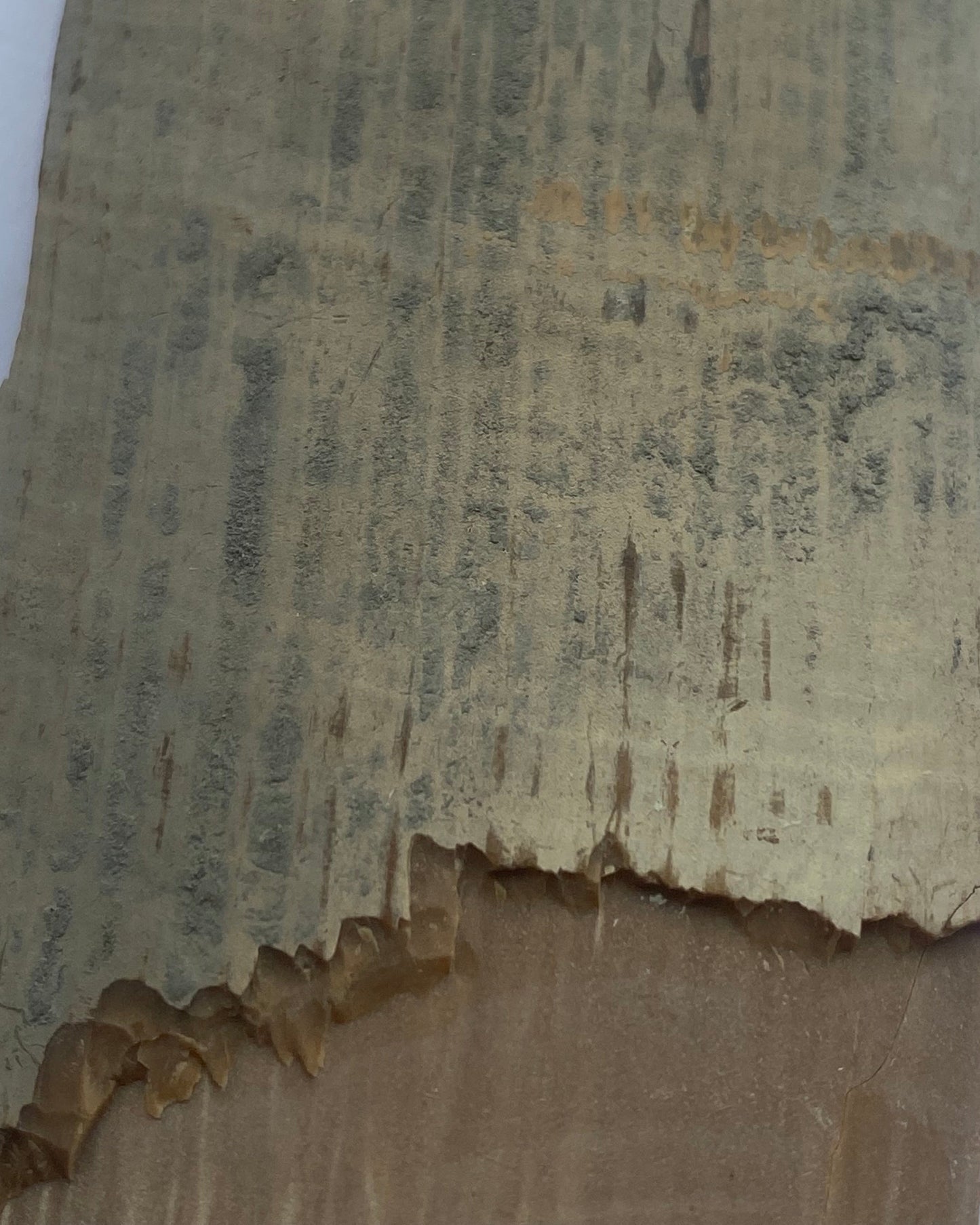 Woolly Mammoth Tusk Section With Unique Patterns, Pleistocene Epoch - Permafrost find - Tamiyr, Siberia, Russia