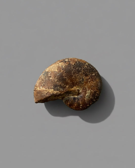 Rare oak-leaf pattern Ammonite. Collectors Specimen. Morocco.