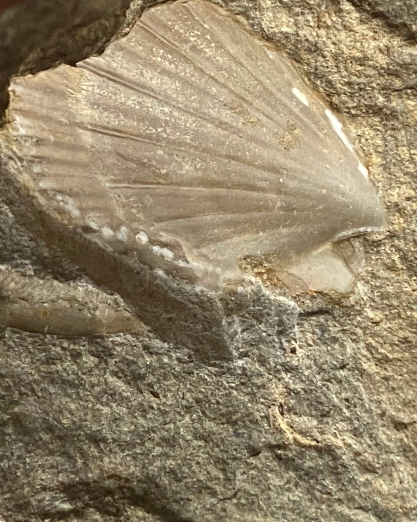 Ludwiga Ammonite with Two Pecten Bivalves on Limestone Matrix, Upper Jurassic, Burton Bradstock, Dorset, UK
