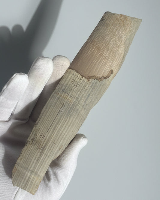 Woolly Mammoth Tusk Section With Unique Patterns, Pleistocene Epoch - Permafrost find - Tamiyr, Siberia, Russia